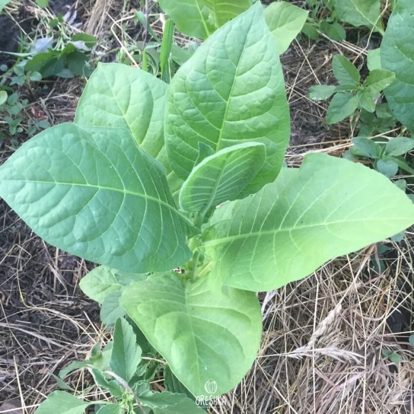 AC 18/7 Nicotiana Seeds