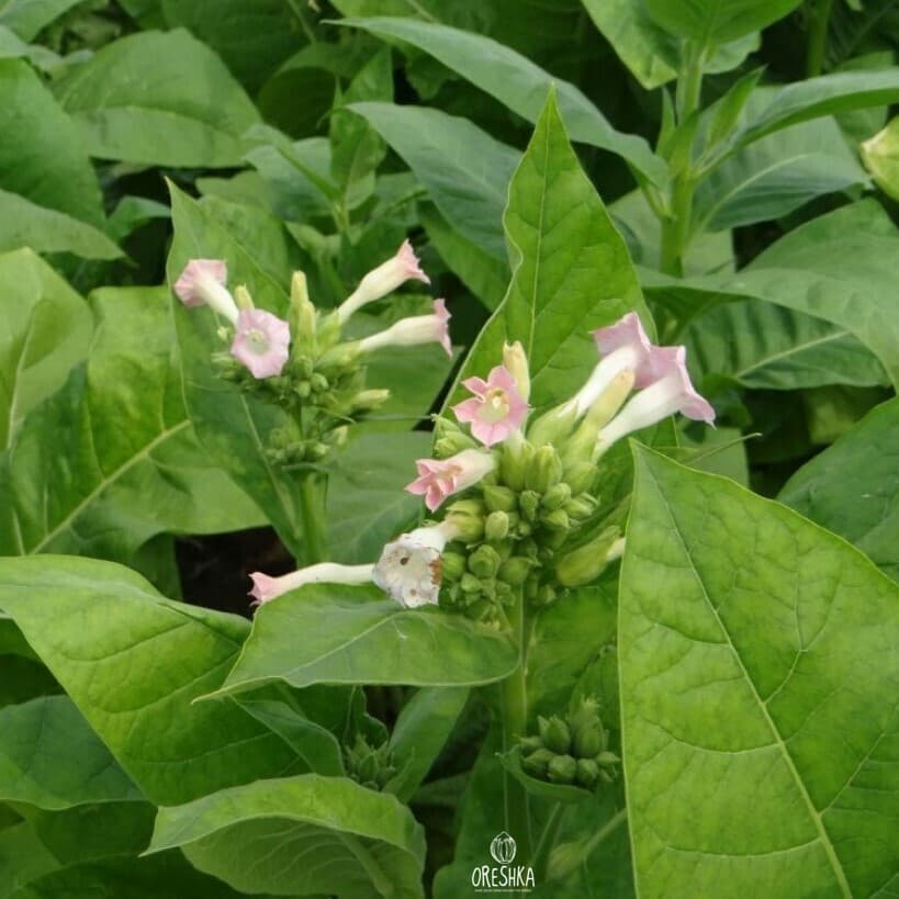 Tobacco Tennessee Burley Seeds
