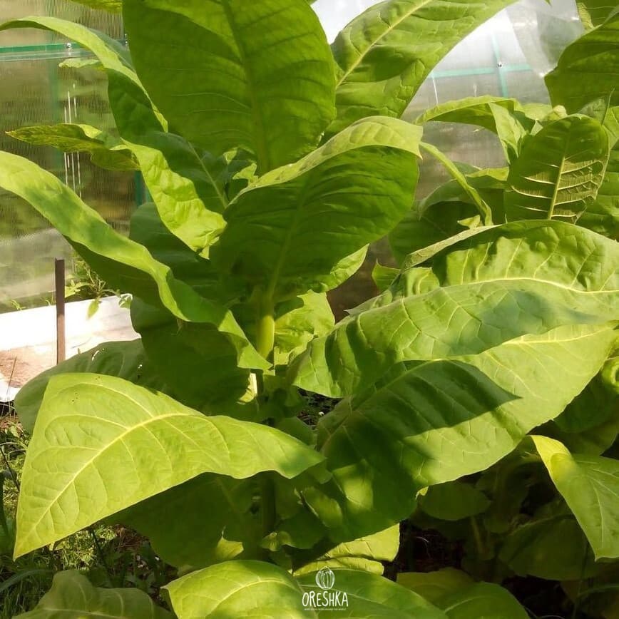 Kentucky-15 (KY-15) Nicotiana Seeds