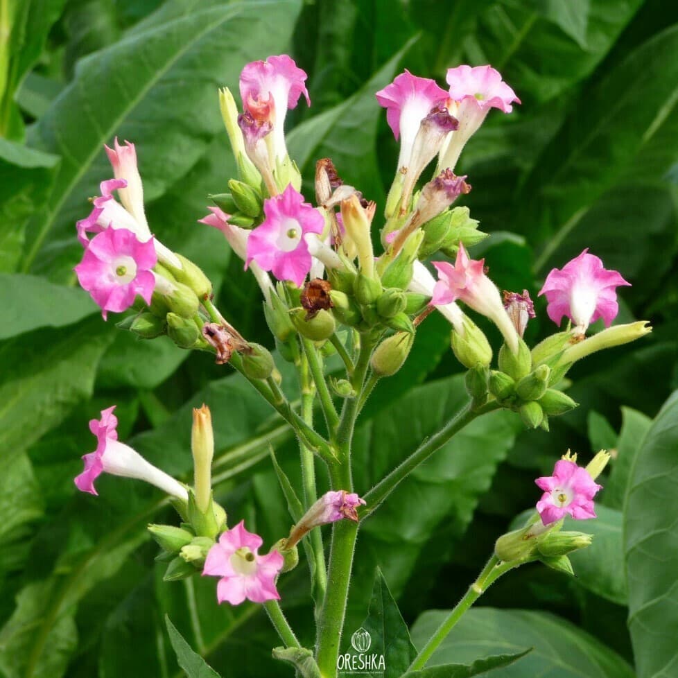 Tobacco Turkish Gold Seeds