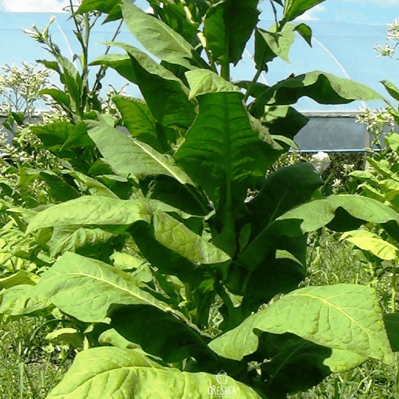 Soviet Large-Leaved Nicotiana Seeds
