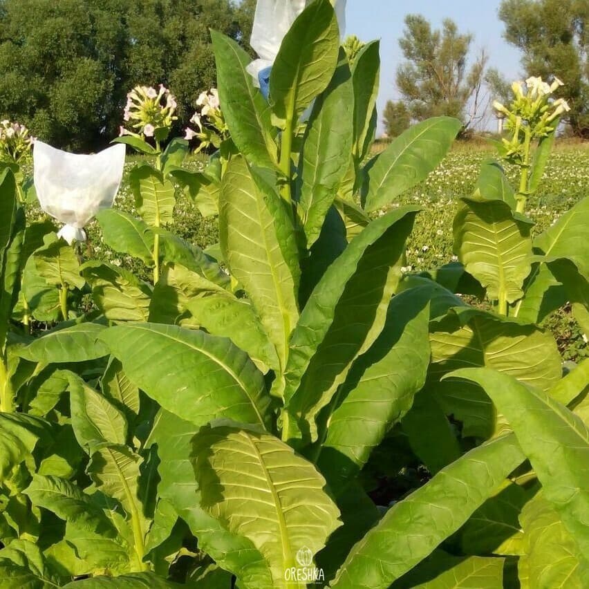 Herzegovina Flor Nicotiana Seeds