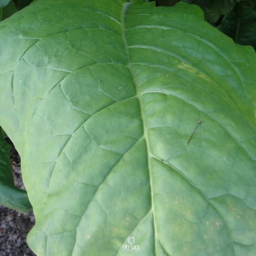 Tobacco Golden Seal Burley Seeds