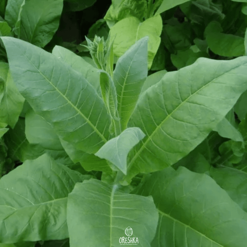 Tobacco Xanthi Seeds