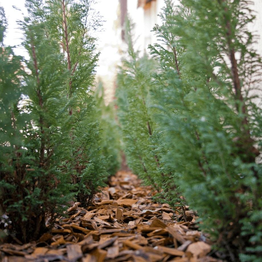 Oriental arbor vitae seeds growing guide
