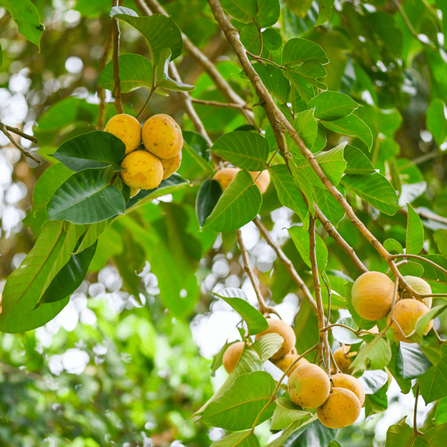 Sentul seeds growing guide
