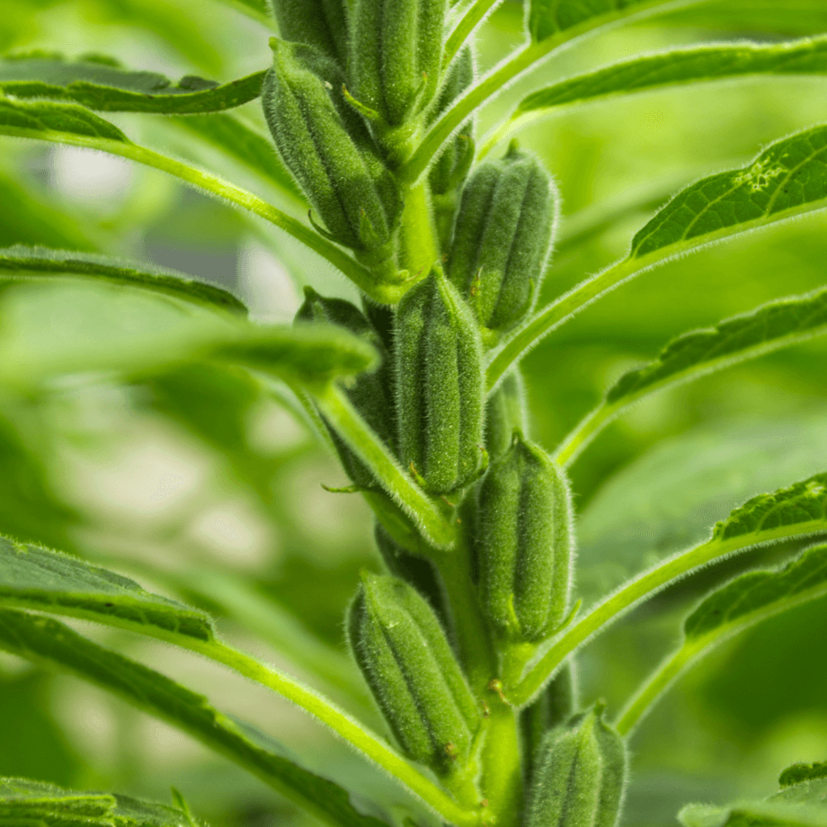 Sesame seeds growing guide