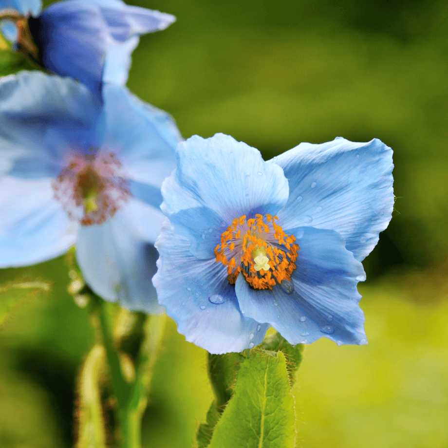 Himalayan poppy seeds growing guide