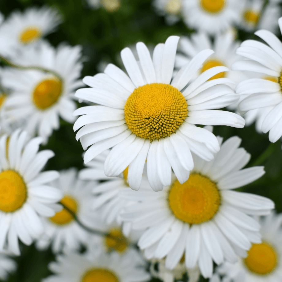 Chamomile daisy silver princess seeds growing guide