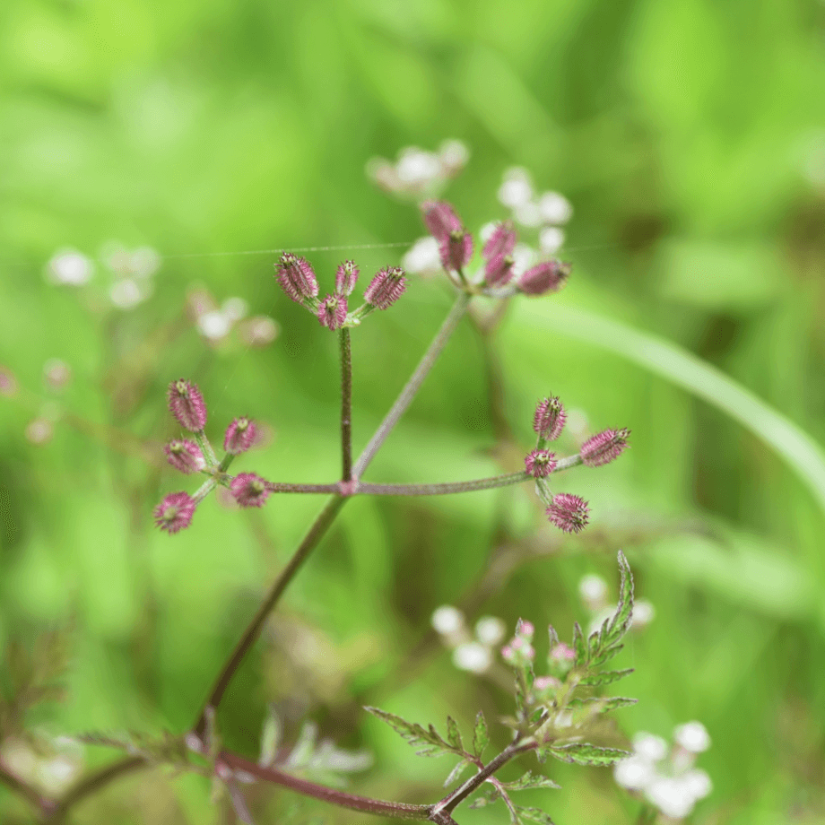 Stylosanthes scabra seeds growing guide