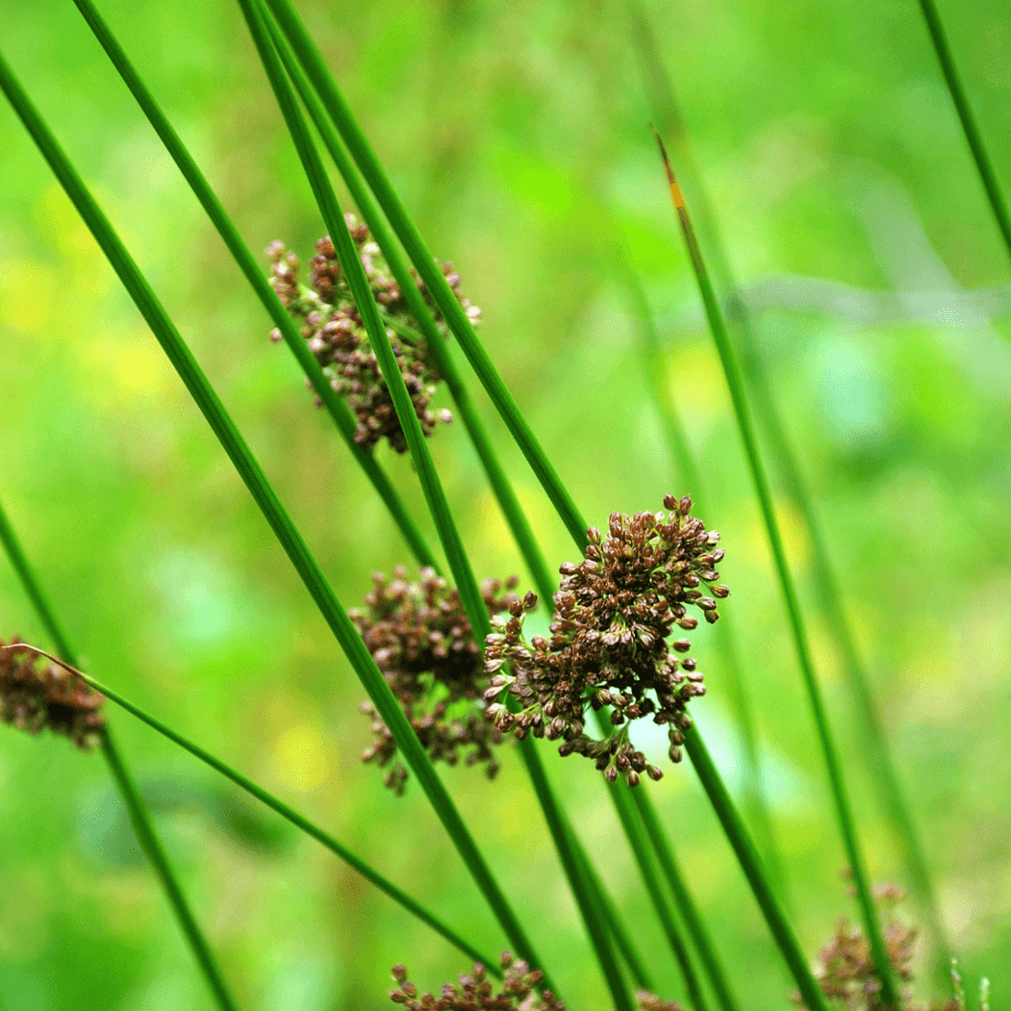 Common rush seeds growing guide
