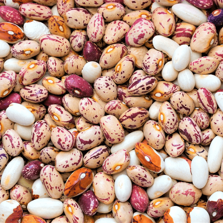 Bean seeds growing guide