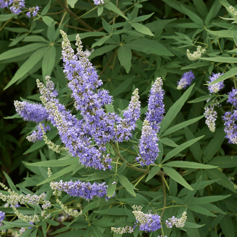Vitex seeds growing guide
