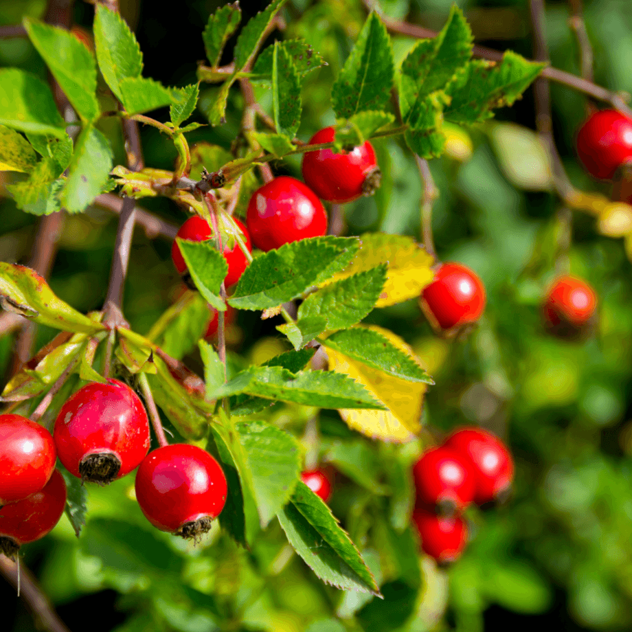 Rosehip seeds growing guide