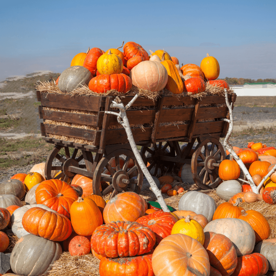 Pumpkin seeds growing guide