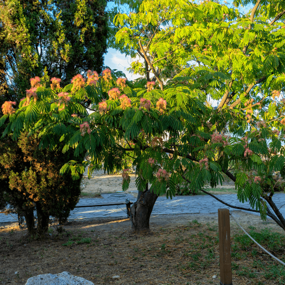 Albizia seeds growing guide