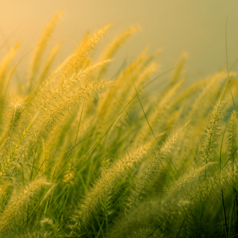 Cenchrus ciliaris seeds growing guide