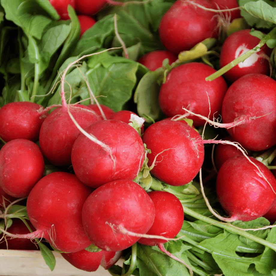 Radish seeds growing guide