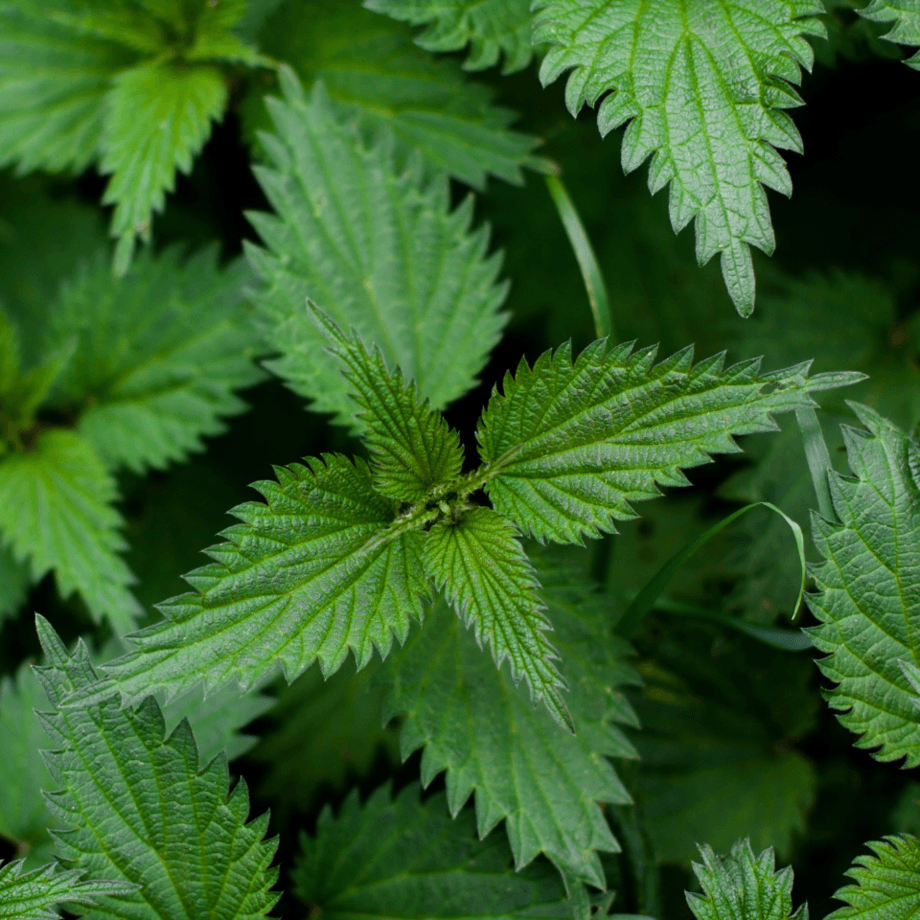Urtica seeds growing guide