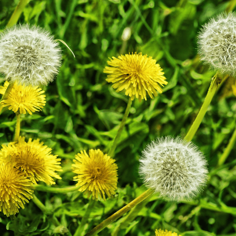 Taraxacum seeds growing guide