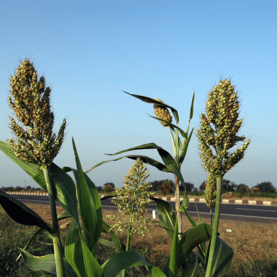 Jowar seeds growing guide