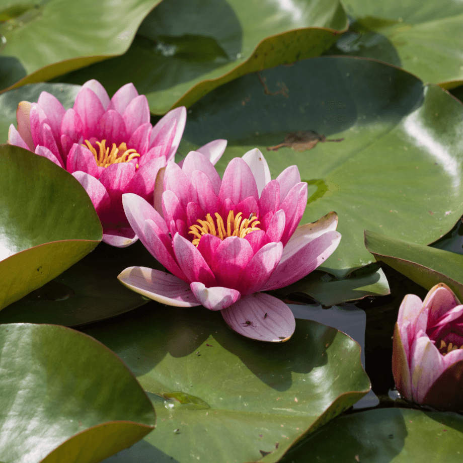Lotus seeds growing guide