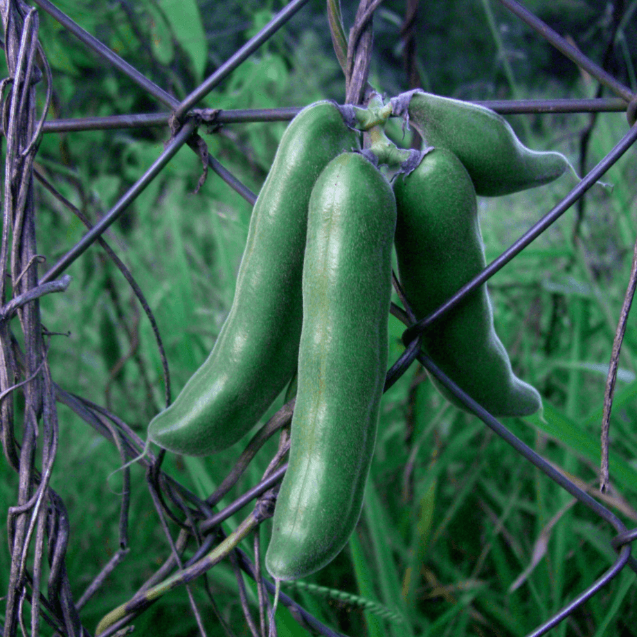 Mucuna pruriens seeds growing guide