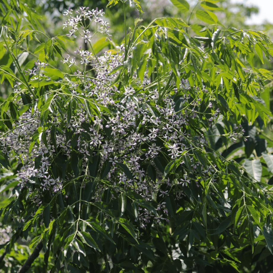 Melia seeds growing guide