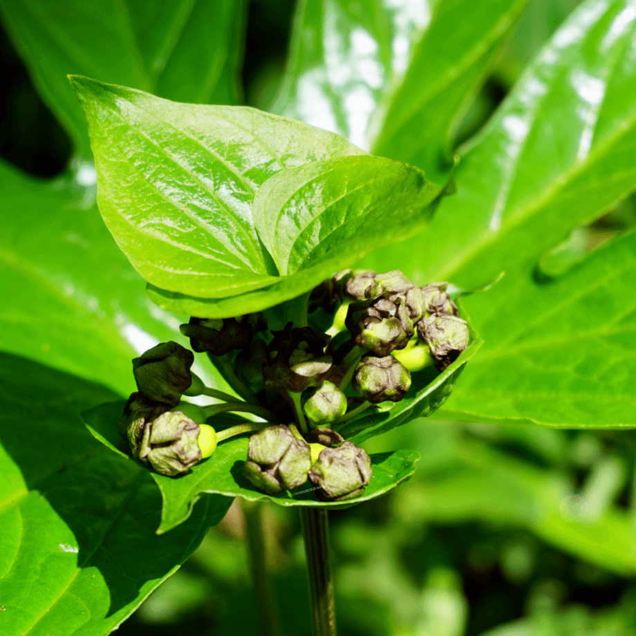 Takka palmata seeds growing guide