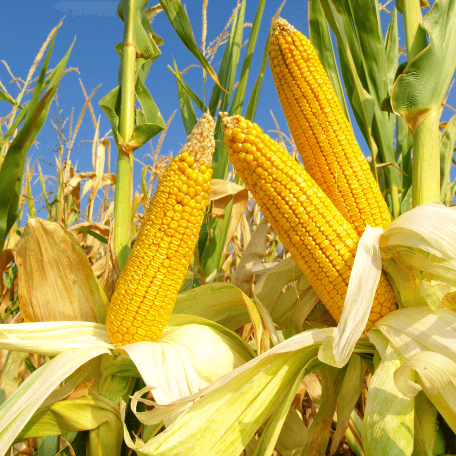 Corn seeds growing guide