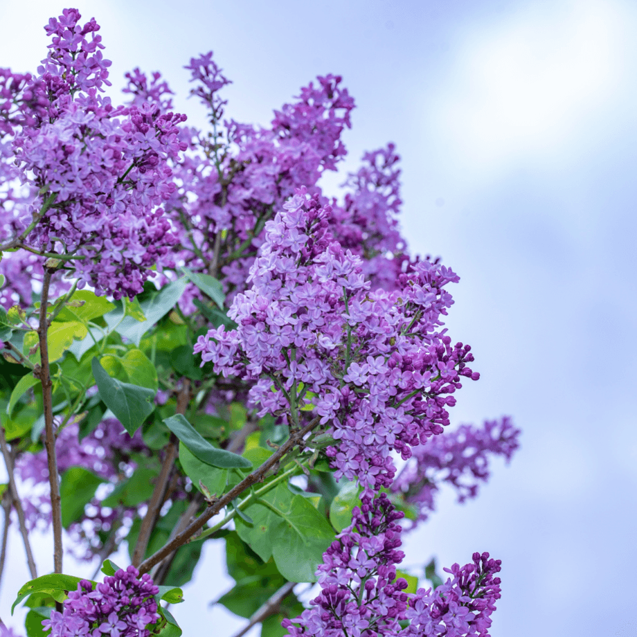 Syringa × chinensis seeds growing guide