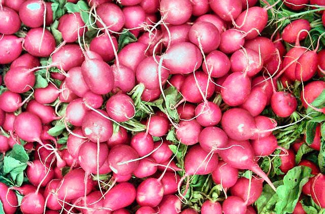 Radish purple Sango Seeds