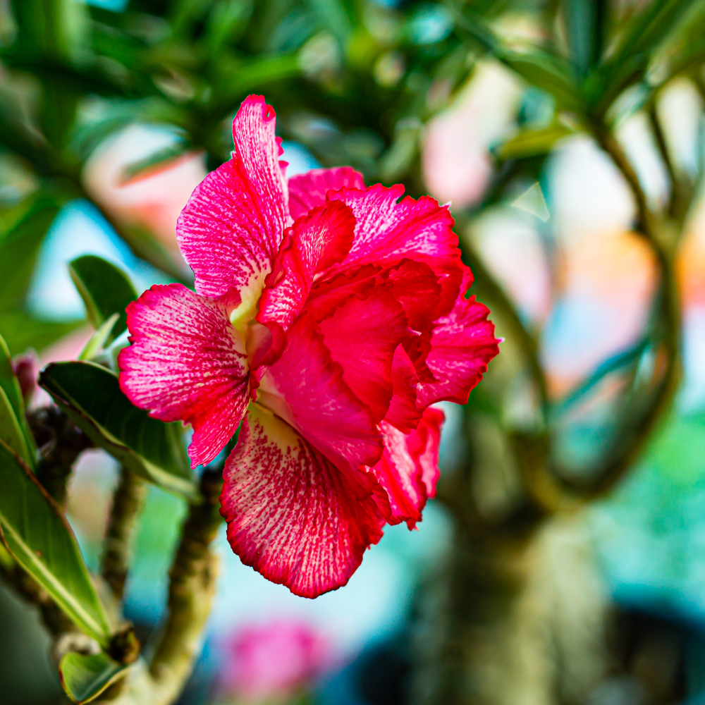 Adenium Obesum Mix seeds - 5