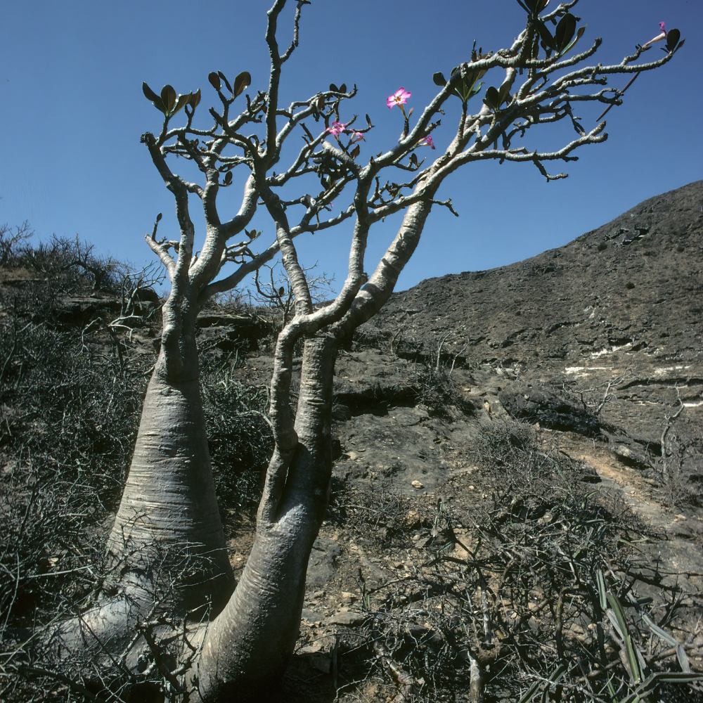 Adenium Obesum Mix seeds - 5