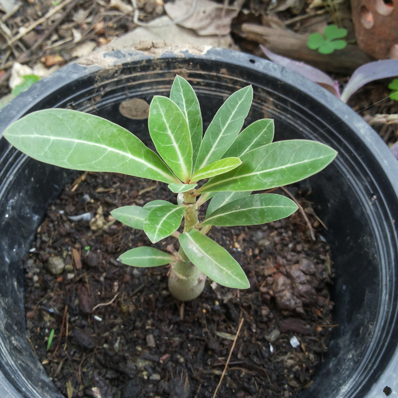 Adenium Obesum Mix seeds - 5