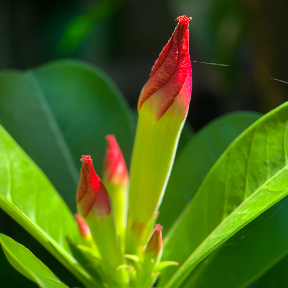 Adenium Obesum Mix seeds - 5