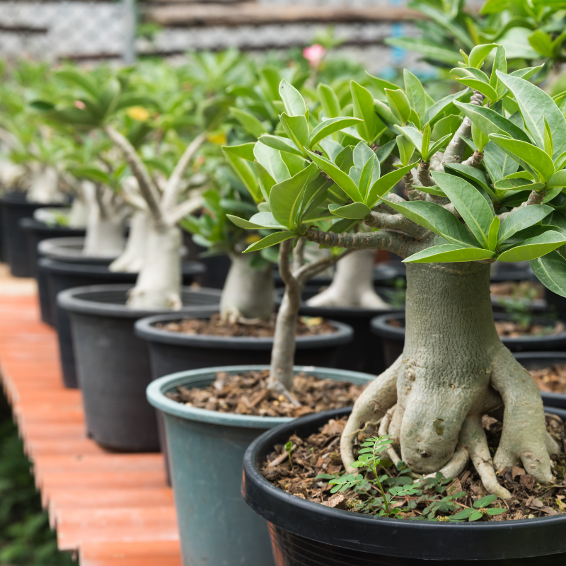 Adenium Obesum Mix seeds - 5