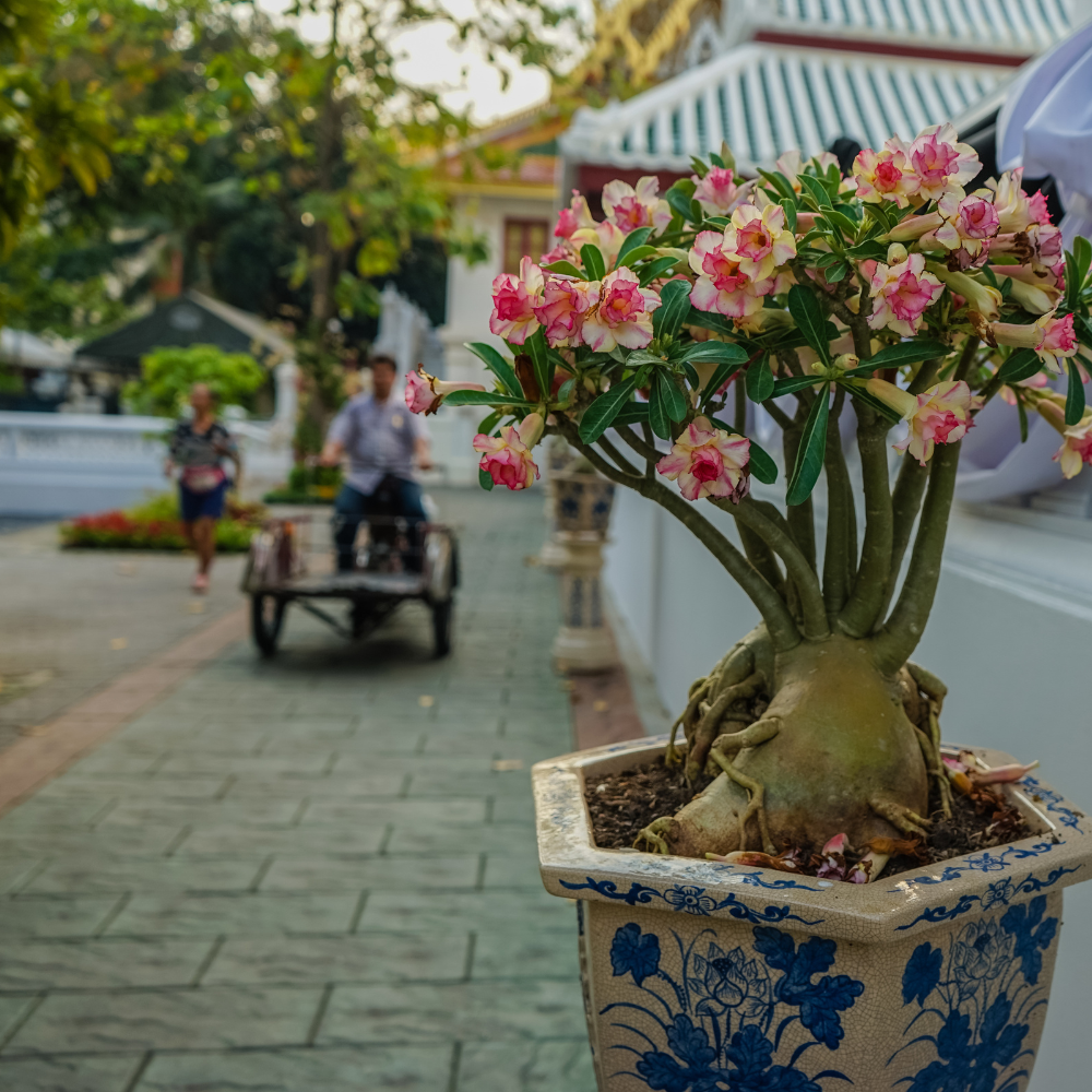 Adenium Obesum Mix seeds - 5