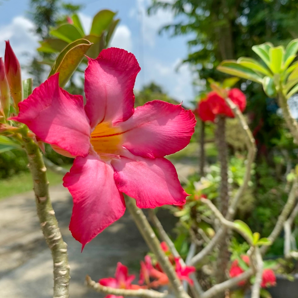 Adenium Obesum Mix seeds - 5