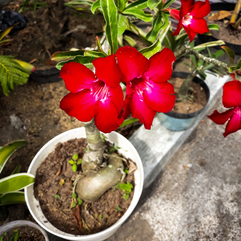 Adenium Obesum Mix seeds - 5