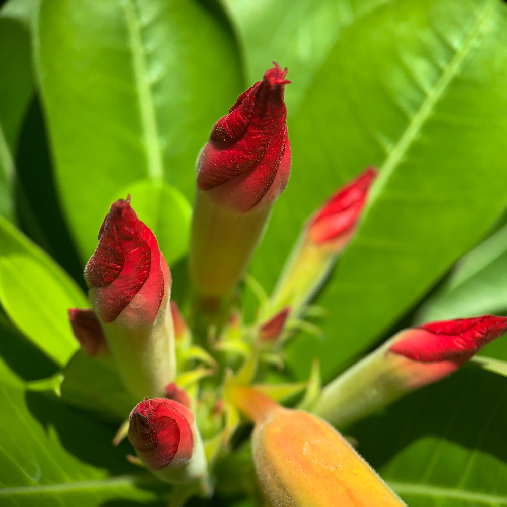 Adenium Obesum Mix seeds - 5