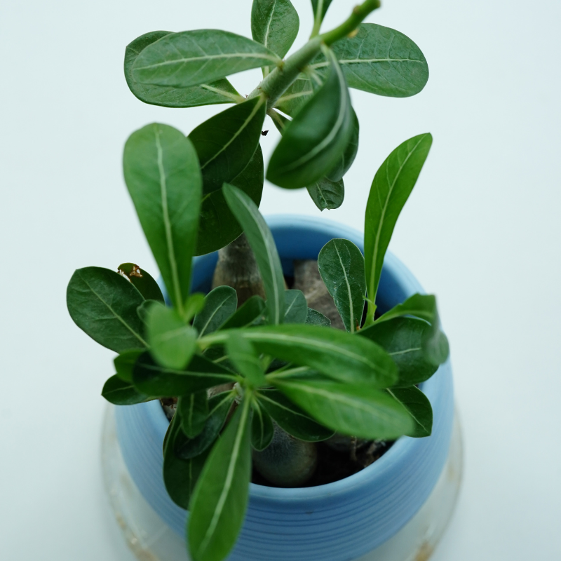 Adenium Obesum Mix seeds - 5