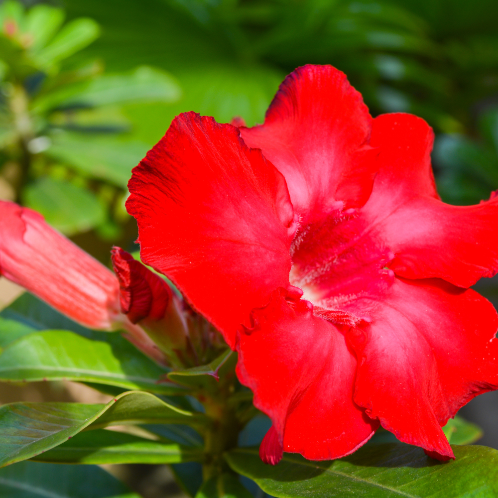 Adenium Obesum Mix seeds - 5