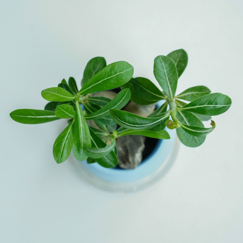 Adenium Obesum Mix seeds - 5