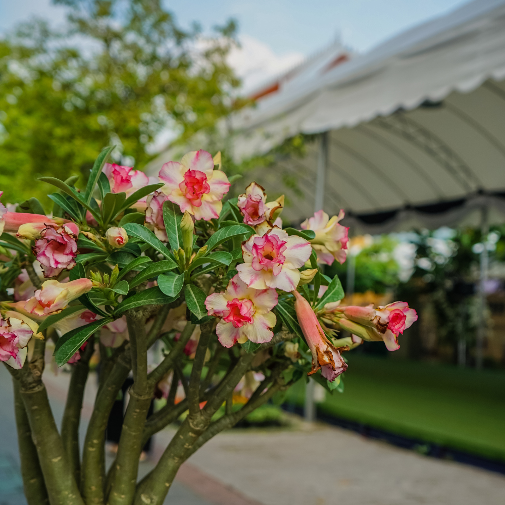 Adenium Obesum Mix seeds - 5