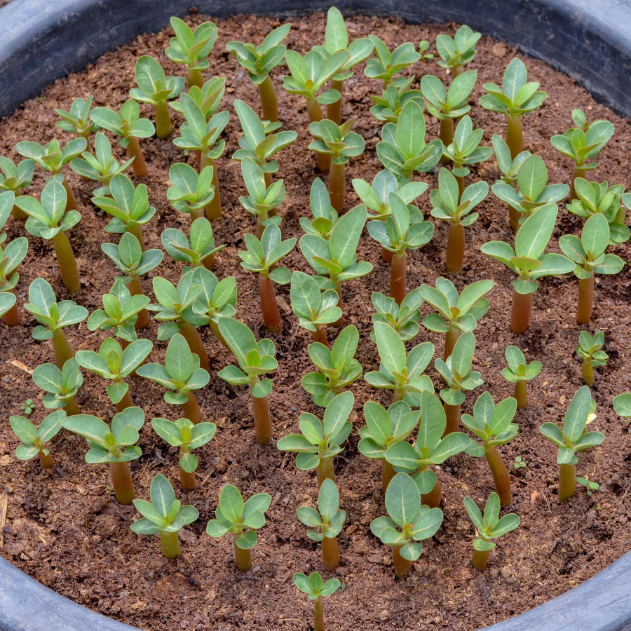 Adenium Arabicum seeds, DHA PPL (DORSET HORN) Mix Flowers - 3