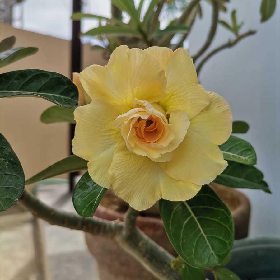 Adenium Somalense seeds, Japanese Giant with Creamy Yellow Flowers - 3