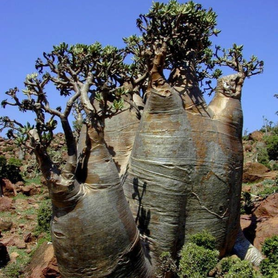 Adenium Socotranum Seeds Mix Flowers and Varietys - 3