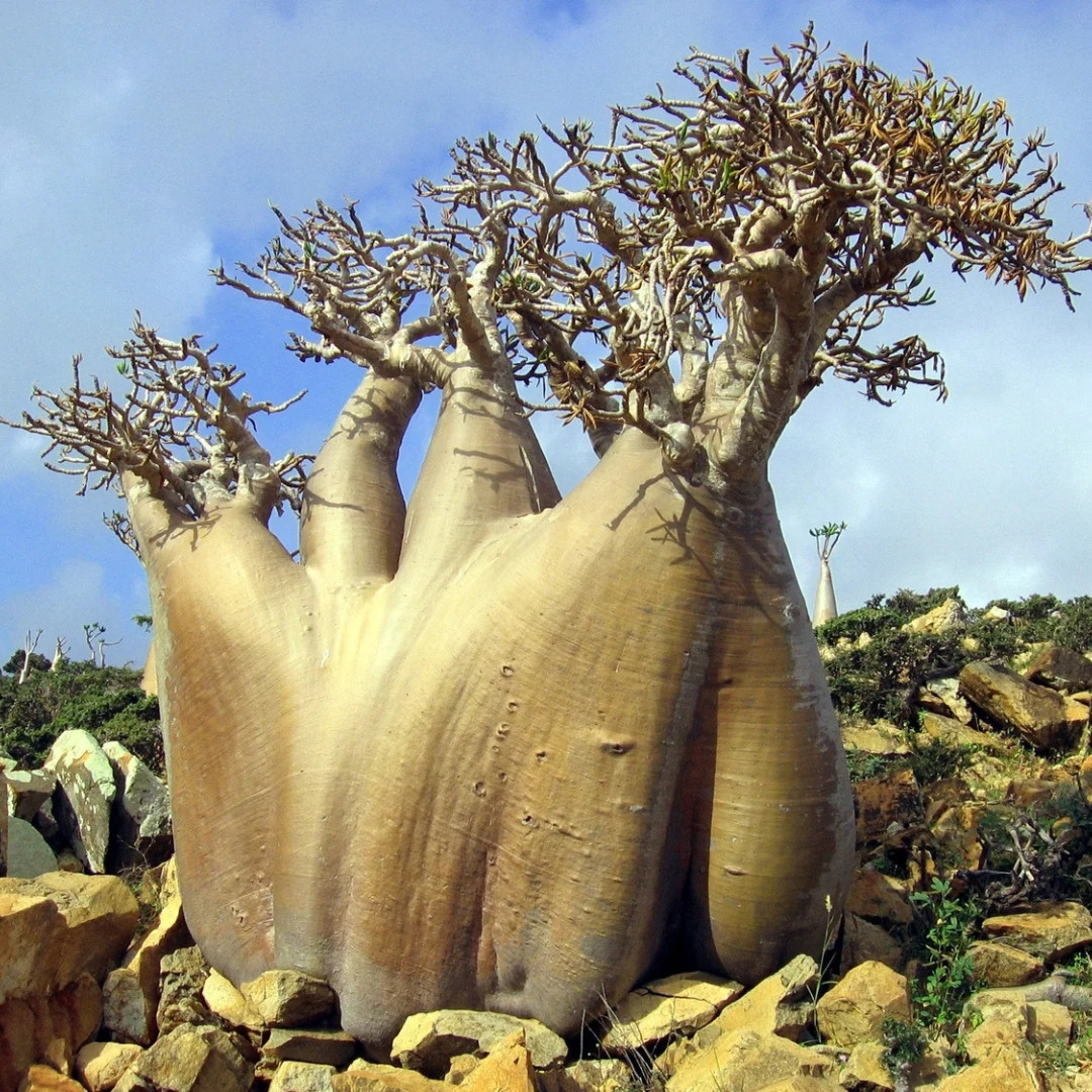 Adenium Socotranum Seeds Mix Flowers and Varietys - 3