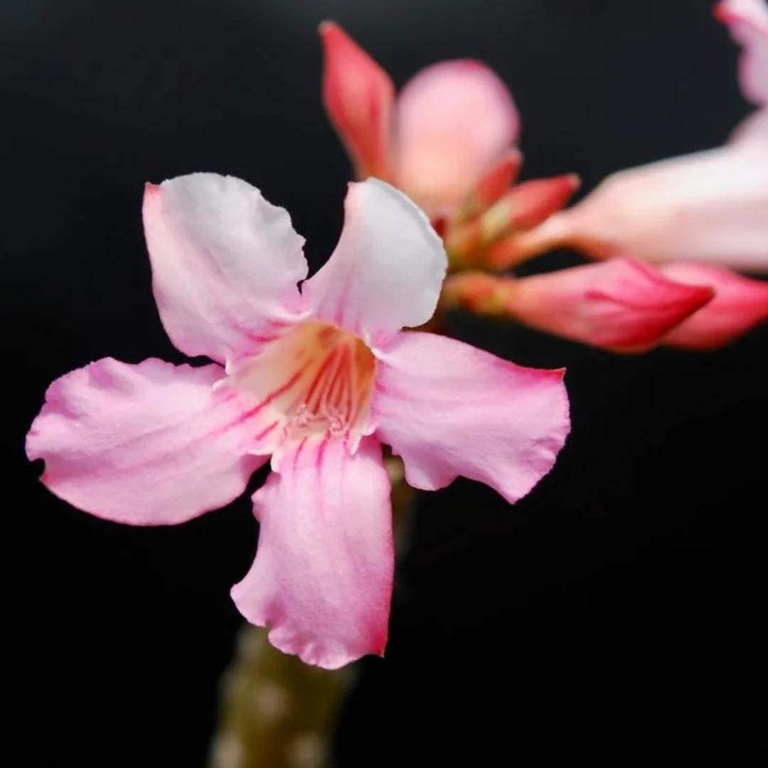 Adenium Socotranum Seeds Mix Flowers and Varietys - 3